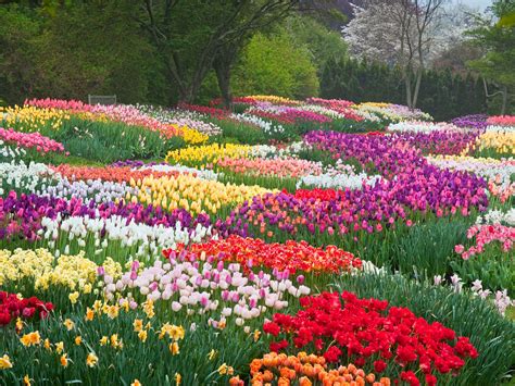 Ilsanseo Flower Park: Ein bunter Blütentraum für die ganze Familie!