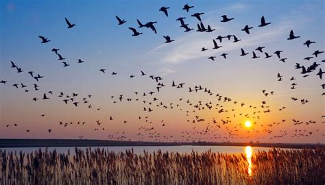 Das Dongtai-Naturreservat - Ein Paradies für Zugvögel und Entspannungssuchende!