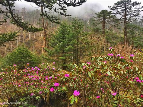 Der Yumthang-Tal: Ein Paradies für Blumenliebhaber und Abenteurer!