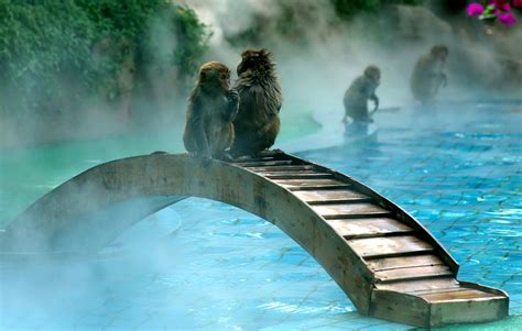 Nanwan Monkey Island - Paradies für Affenliebhaber mit traumhaften Stränden!